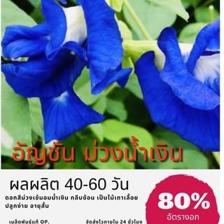 เมล็ดพันธุ์ ดอกอัญชันม่วงน้ำเงิน Butterfly pea. หรือ Blue pea อัญชันดอกซ้อน อัญชัน ✅ราคาถูก🪴ปลูกง่าย🔥ซื้อ10แถม1 คละได้🔥