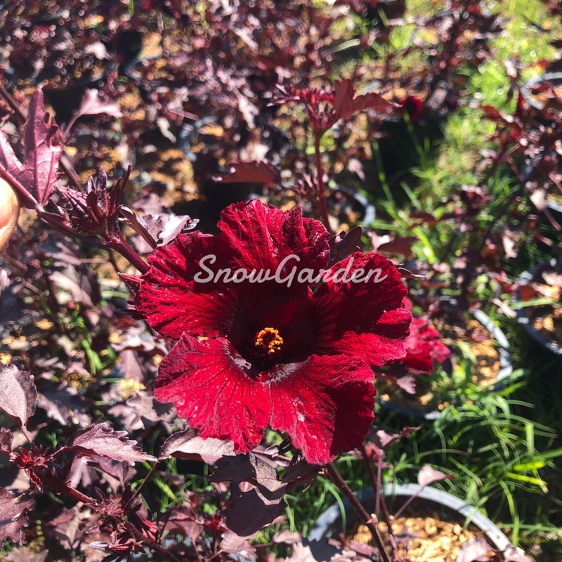 #ต้นชบาเมเปิ้ล (Cranberry hibiscus)  กินใบกินดอกได้มีรสเปรี้ยว