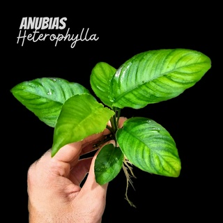 อนูเบียส เฮเทโรฟีล่า - Anubias Heterophylla ต้นไม้น้ำ