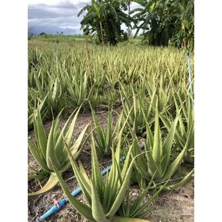 ใบว่านหางจระเข้ สด คัดใบใหญ่ กาบว่านหางจระเข้ 1กิโล