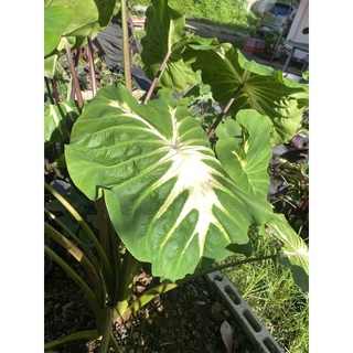 บอน ไวท์ลาวา colocasia white lava ต้นไม้