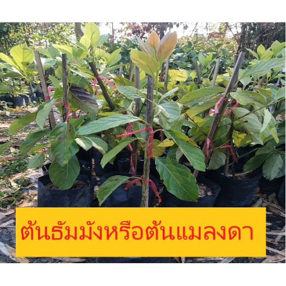 My Image 37