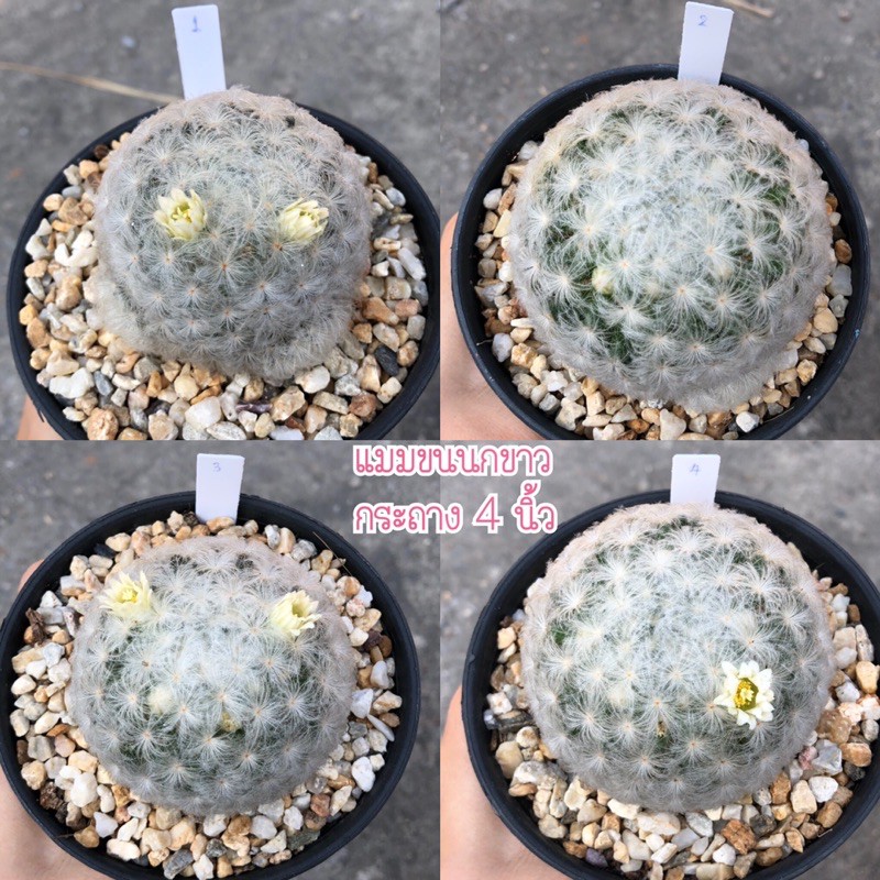 แมมขนนกขาวญี่ปุ่น ขนร่ม ขนเวียน แมมมิลาเรีย แคคตัส กระบองเพชร (Mammillaria Plumosa)