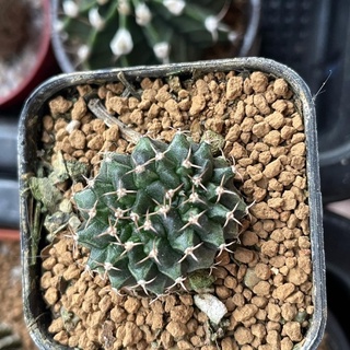ยิมโนคริส เชื้อด่าง🌵ไม้เมล็ด