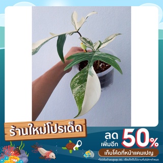 Philodendron florida beauty (ก้ามกุ้งแม่พันธุ์ด่าง)