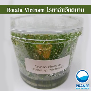 โรทาล่า เวียดนาม Rotela Vietnam (เนื้อเยื่อ) ต้นไม้น้ำ ต้นไม้น้ำตกแต่งตู้ปลา ***กรุณาอ่านรายละเอียดก่อนสั่งซื้อ***