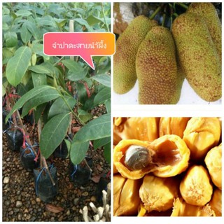 จำปาดะสายน้ำผึ้งทาบกิ่งสูง90-100cm