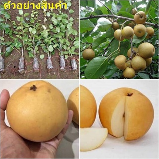 (1กิ่ง)(ขาย กิ่งตอน) กิ่ง ตอน สาลี่ทอง Kikusui Asain Pears กิ่งตอน ต้นสาลี่ทอง / ไร่อิงดาว