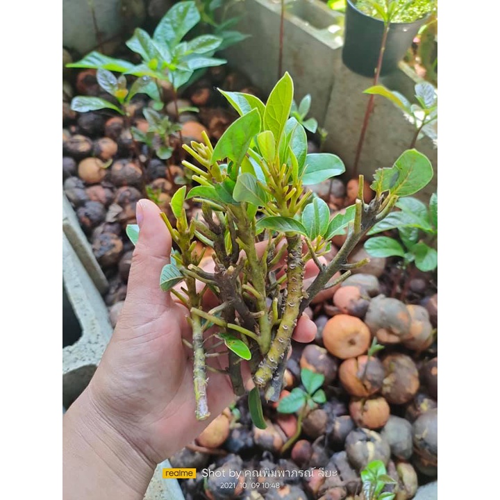 กิ่งพันธุ์อะโวคาโด  🥑บัคคาเนีย /พิงค์เคอร์ตัน /บูท-7/ปีเตอร์สัน สำหรับเสียบ/ทาบกิ่ง  กิ่งอ่อน /แก่ ทักปรึกษาฟรี
