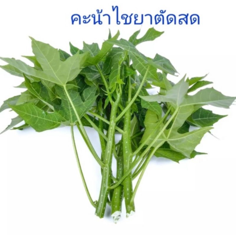 ผักคะน้าไชยา ยอดสดปลอดสารพิษพร้อมรับประทาน ราคา ถูกที่สุด ดีลบีเคเค แกลเลอรีภาพที่ 2