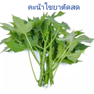 ผักคะน้าไชยา ยอดสดปลอดสารพิษพร้อมรับประทาน