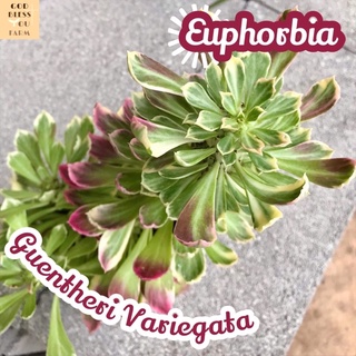 [พญานาคราชด่างชมพู] Euphorbia Guentheri Variegata ส่งพร้อมกระถาง แคคตัส Cactus Succulent Haworthia Euphorbia ไม้หายาก