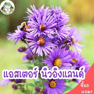 เมล็ดพันธุ์ แอสเตอร์ นิวอิงแลนด์ New England Aster seed 150 เมล็ด เมล็ดพันธุ์นำเข้าแท้ 100% ปลูกดอกไม้ ดอกไม้ ปลูกง่าย