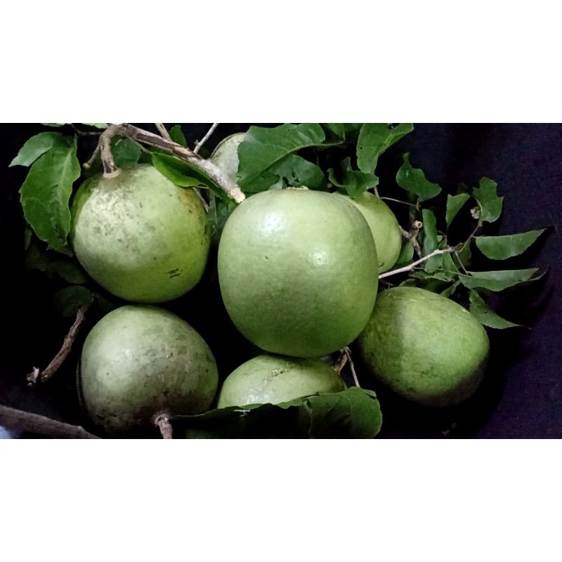 มะตูมนิ่มตากแห้งBael Fruit *พร้อมส่ง กทม.