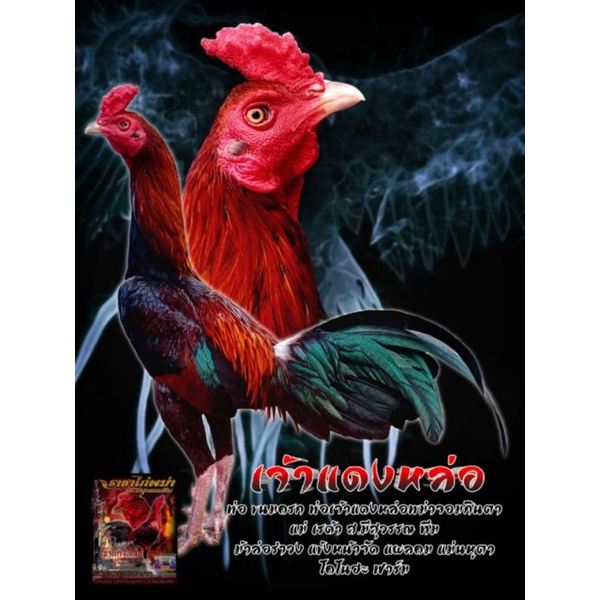 ไข่เชื้อไก่ชนสายเลือดเจ้าแดงหล่อ ยอดพม่าจอมกินตา โคตรไก่พม่าแม่นคมเร็ว เดิมพันรวม 50,600,000 บาท ส.มีสุวรรณ แท้ 100%