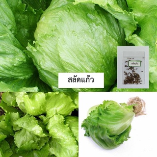 🌱เมล็ดผักสลัดปลี สลัดแก้ว 100 เมล็ด (ซื้อ10แถม1 คละได้)🌱