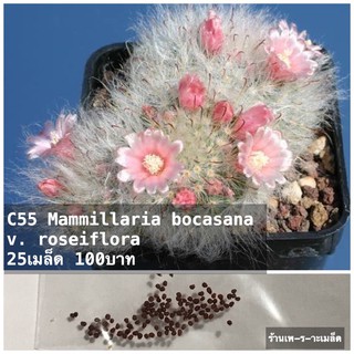 C55 Mammillaria bocasana v. roseiflora 25เมล็ด 100บาท