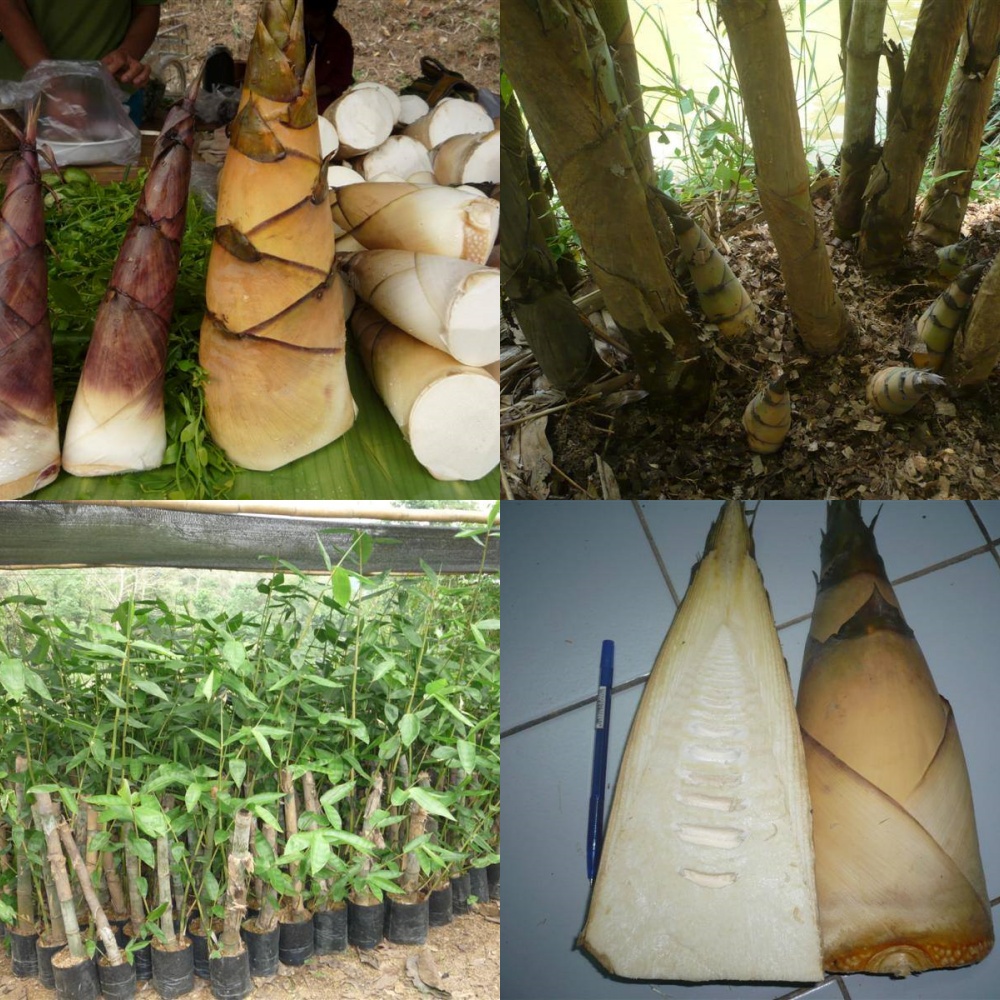 ไผ่เป๊าะน่าน ไผ่เป๊าะช่อแฮ ไผ่เป๊าะ '' Dendrocalamus copelandii '' ต้นขุดเหง้า ชำถุงพร้อมปลูก โตไว หน่อหวาน ออกตลอดปี