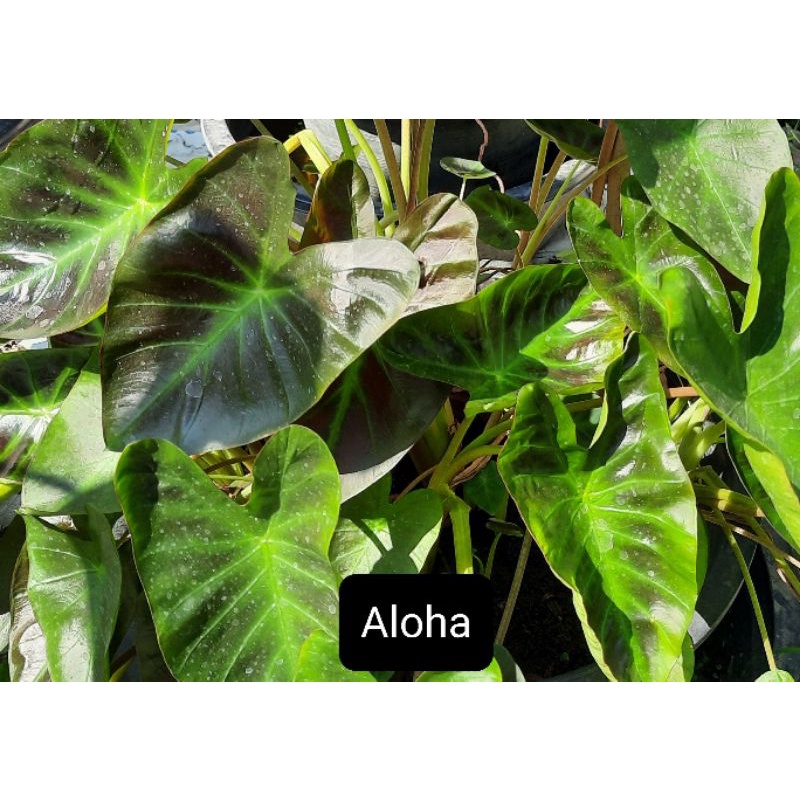Colocasia  Aloha(อโลฮ่า)⏩️ตัสด⏮️