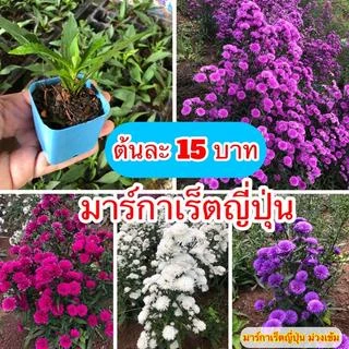 ♥️ขายดีมาก ต้นมากาเรตพันธุ์ ญี่ปุ่น รุ่นกระถาง 2 นิ้ว ทนร้อน ชอบแดด ดอกฟูสวยงาม