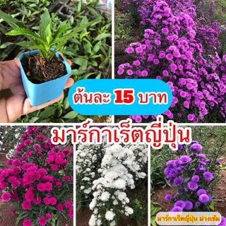 ♥️ขายดีมาก ต้นมากาเรตพันธุ์ ญี่ปุ่น รุ่นกระถาง 2 นิ้ว ทนร้อน ชอบแดด ดอกฟูสวยงาม