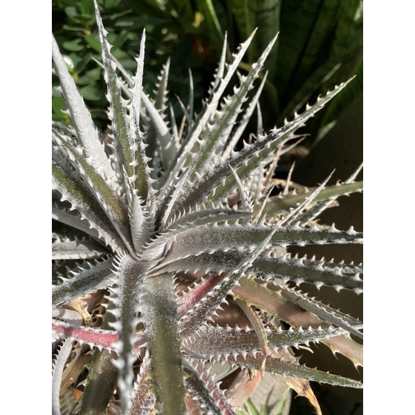 สับปะรดหนาม Dyckia Bromeliad