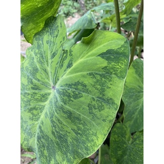 บอนมิโดริColocasia midori sour   ตัดสด