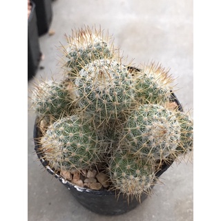 แมมเข็มทอง Mammillaria Nivosa Link ex Pfeiff