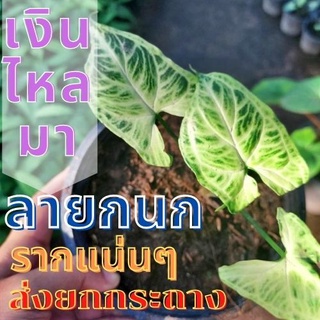 1 ต้น เงินไหลมา-ออมลายกนก รากแน่นๆ Syngonium sp. เงินไหลมา ลายกนก ต้นไม้มงคล ต้นไม้หายาก ต้นพร้อมปลูก ส่งยกกระถาง  🌱ต้นเ