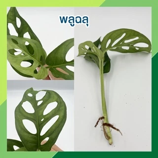 พร้อมส่ง(ซื้อ 6 กิ่งลด 10.- แถมฟรี!! ปุ๋ย 10ก.) 🌱ต้นไม้เลี้ยงน้ำ 20 ชนิด(ขายเป็นกิ่ง)🌱ต้นไม้ฟอกอากาศ ใส่แจกันประดับบ้าน