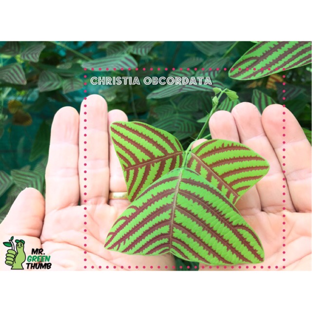 ผีเสื้อภูเขา ปลูกได้จริงในไทย 30 เมล็ดต่อชุด Christia obcordata