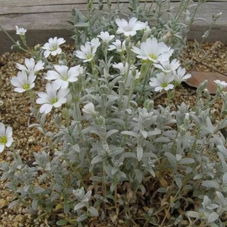 เมล็ดพันธุ์  สโนว์ อิน ซัมเมอร์ Cerastium tomentosum snow in summer 200 เมล็ด เมล็ดพันธุ์นำเข้าจาก อังกฤษ