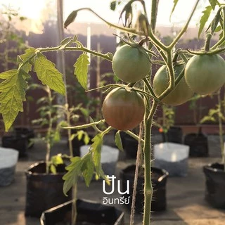 เมล็ดนำเข้า มะเขือเทศเชอรี่ สีดำ Black Cherry Tomato (Organic Seed) ลูกกลม ปันอินทรีย์