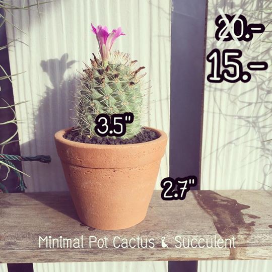 Minimal Pot Cactus &amp; Succulents กระถางดินเผา แคคตัส ไม้อวบน้ำ ดินปลูก
