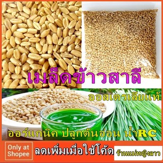 เมล็ดข้าวสาลี ออสเตรเลียแท้ 900ก ออร์แกนิค เพาะเป็นต้นอ่อน น้ำRC หญ้าแมว วีทกราส ของเล่นแมว ขนมอาหาร Wheatgrass กระต่าย