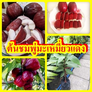 ต้นชมพู่มะเมี่ยวแดง รสชาติหอมหวาน ต้นพันธุ์สูง 40-50 ซม.แข็งแรงพร้อมปลูก ปลูกง่ายโตไว 2 ปีติดผล