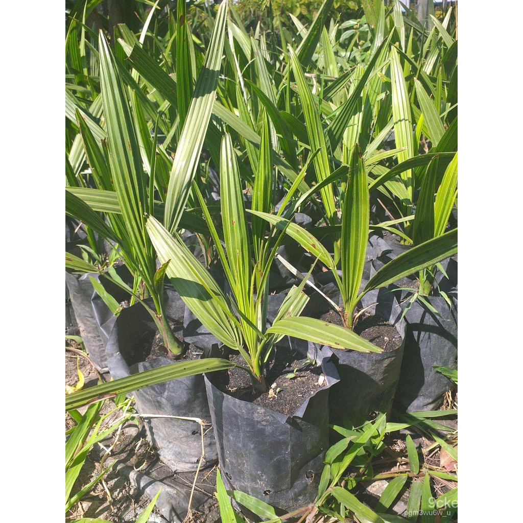 ผลิตภัณฑ์ใหม่ เมล็ดพันธุ์ ต้นอินทผาลัม บาฮี (ทานผลสดได้) MIHB คละ สวนครัว UGV6