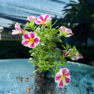 จัดชุด 5 กระถาง คละสี พิทูเนียแคระ calibrachoa mini petunias ในกระถาง 3 นิ้ว ชอบแดดออกดอกตลอดปี