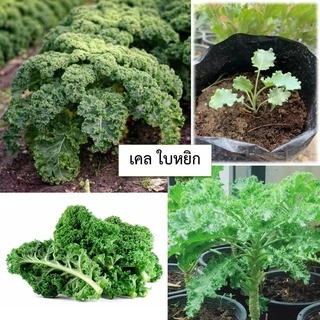 🌱เมล็ดเคล 100 เมล็ด 🌱 ซื้อ 10 แถม 2 คละได้ 💥 เลือกของแถมได้ คิดถึงเมล็ดผัก คิดถึง skinsun