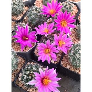 ชูแมน mammillaria schumanii กระบองเพชร แคคตัส