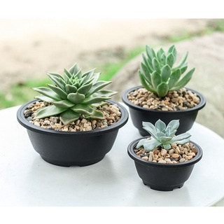 กระถางกลมทรงเตี้ย กระถางพลาสติก กระบองเพชร แคคตัส CACTUS POTS-21