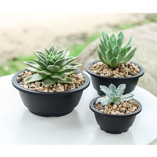 กระถางกลมทรงเตี้ย กระถางพลาสติก กระบองเพชร แคคตัส CACTUS POTS-21