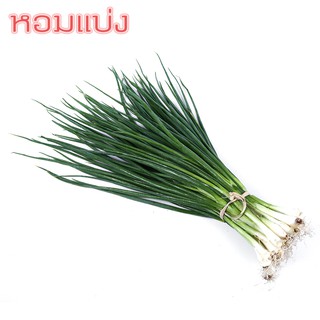 🌱เมล็ดพันธุ์ผัก ต้นหอม พันธุ์พื้นบ้าน 10 บาท 📌งอกดีมีคู่มือการปลูก / เมล็ดผักสวนครัว เมล็ดผัก เมล็ดพันธุ์พืช ราคาถูก