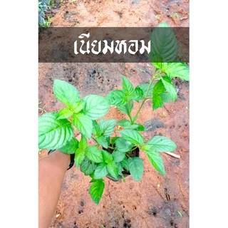 ต้นเนียมหอม ใบใหญ่ ใบดก รากเยอะ ปลูกได้เลย รึจะใช้ดองเลยก็เข้าที เนียมหอม หอมมาก