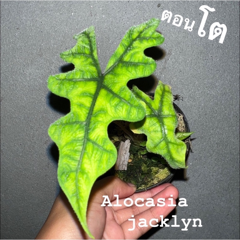 ต้น Alocasia jacklyn อโลคาเซีย แจ็คลิน เลือกต้นได้