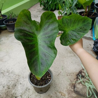 โคโลคาเซีย อโลฮ่า/Colocasia aloha🌈