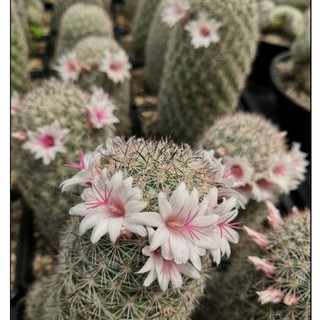 Mammillaria fraileana