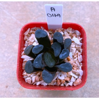 H.maughanii hybrid ‘Wichit-401’ A049