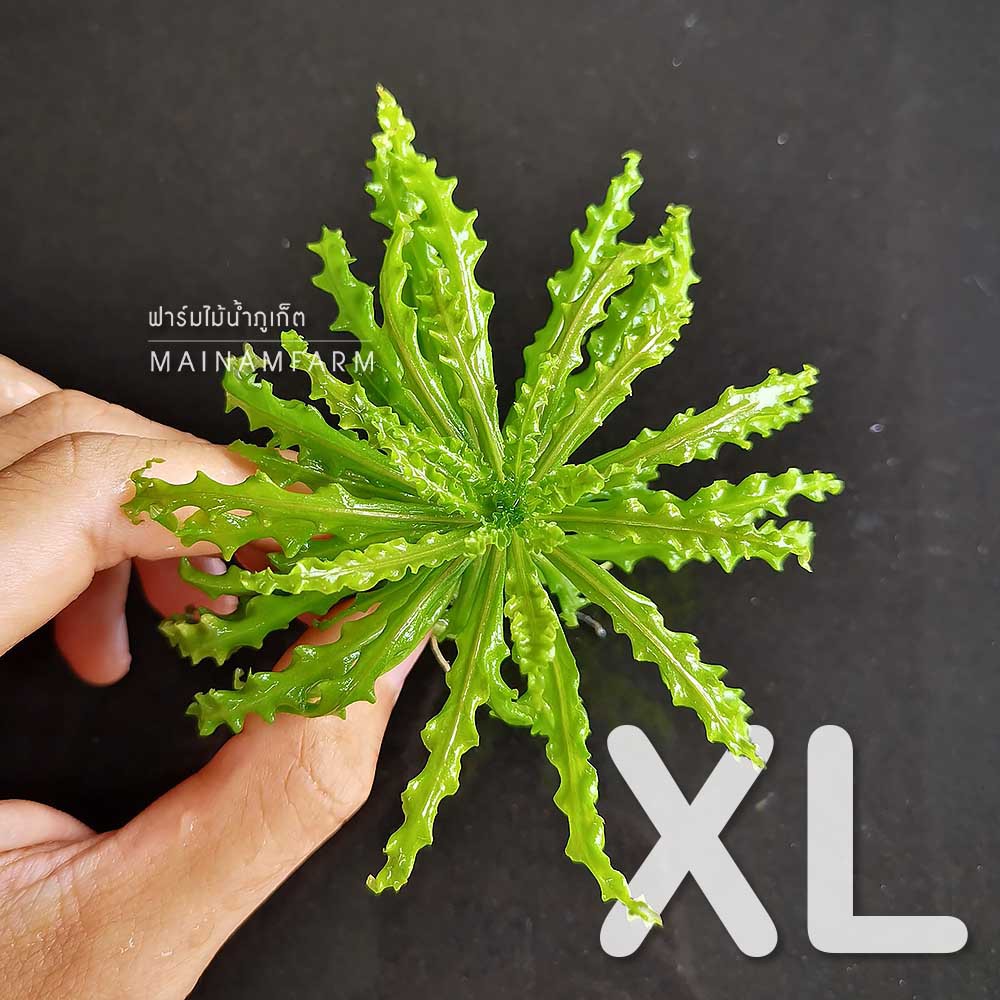 ดาวน อย ขนาด Xl Pogostemon Helferi Size Xl ต นไม น ำ Shopee Thailand