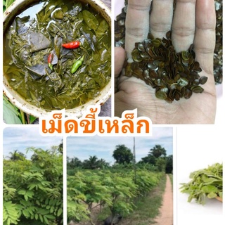 เม็ดขี้เหล็ก 200 เมล็ด เม็ดขี้เหล็ก เมล็ดใหม่ปีนี้อัตราการงอกสูง